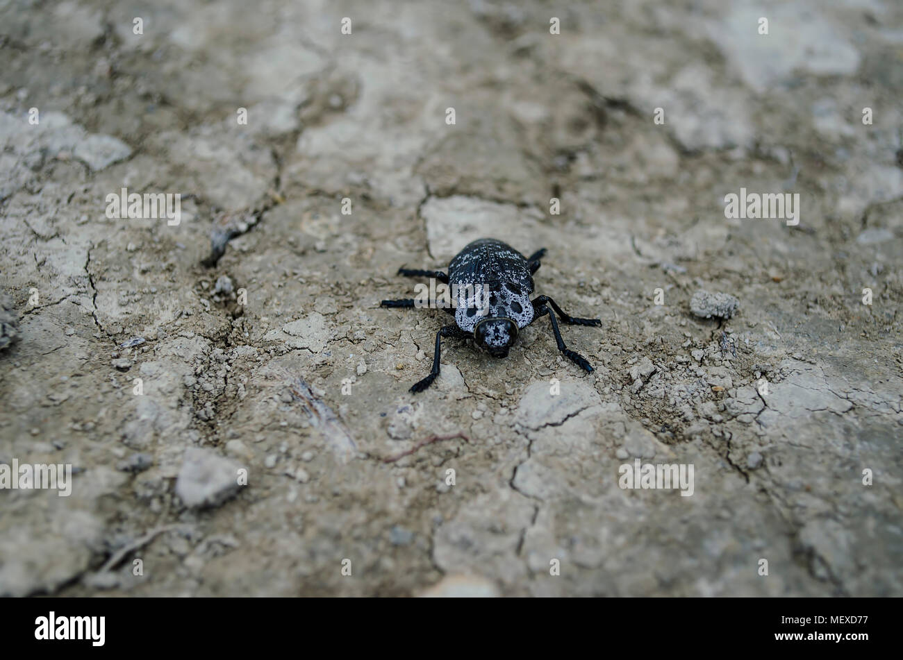 Un grand noir avec des taches blanches se trouve sur le terrain. Banque D'Images