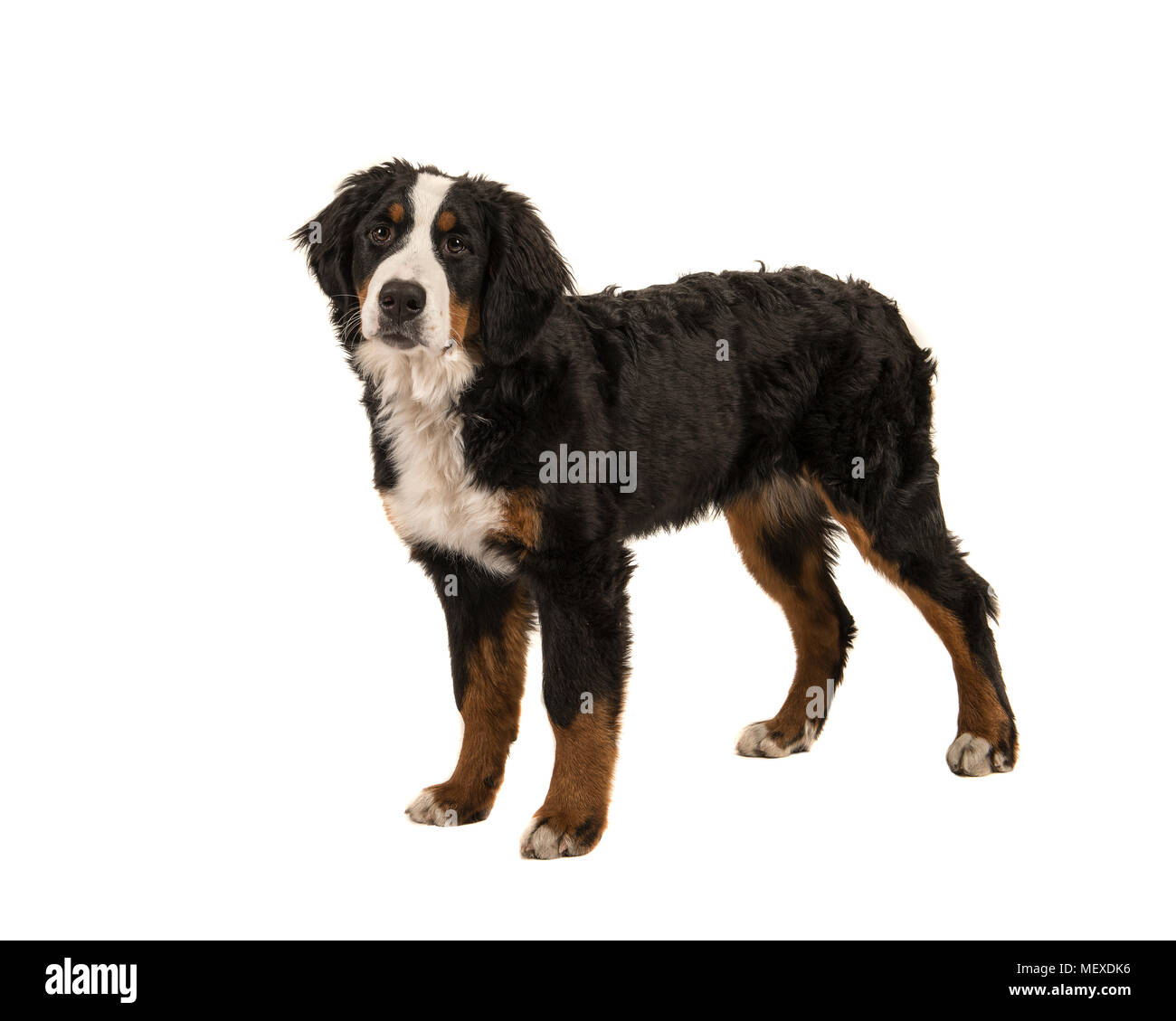 Les jeunes debout bernois isolé sur fond blanc Banque D'Images