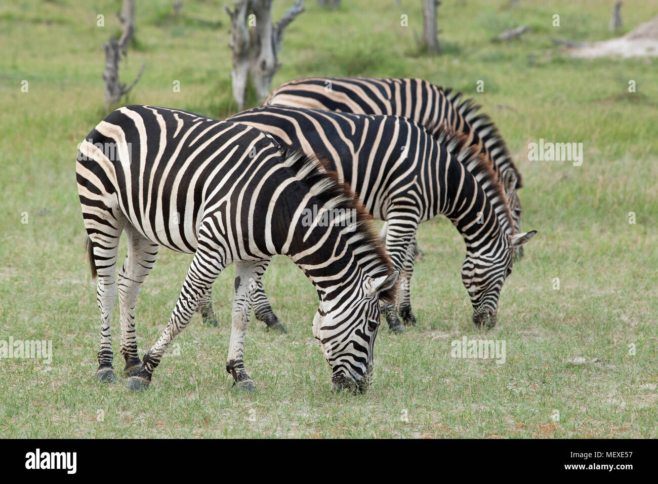 Burchell, communs ou zèbre Des Plaines (Equus quagga burchellii). Trois animaux paître les uns à côté des autres. Delta de l'Okavango. Le Botswana. L'Afrique. Janvier. Banque D'Images