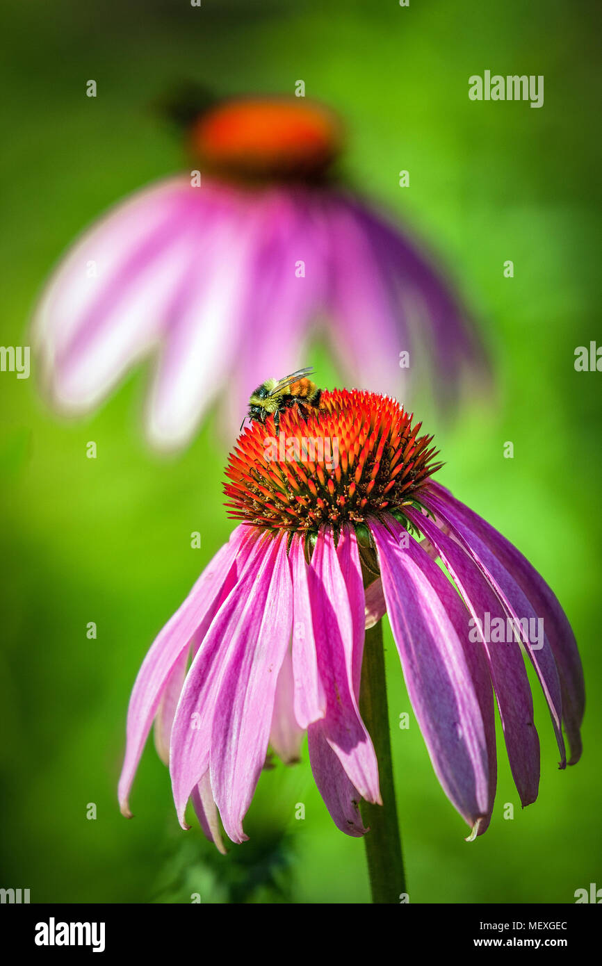 Une seule abeille domestique, Apis, gorgées de nectar de la tête d'une fleur fleur d'échinacée. Banque D'Images