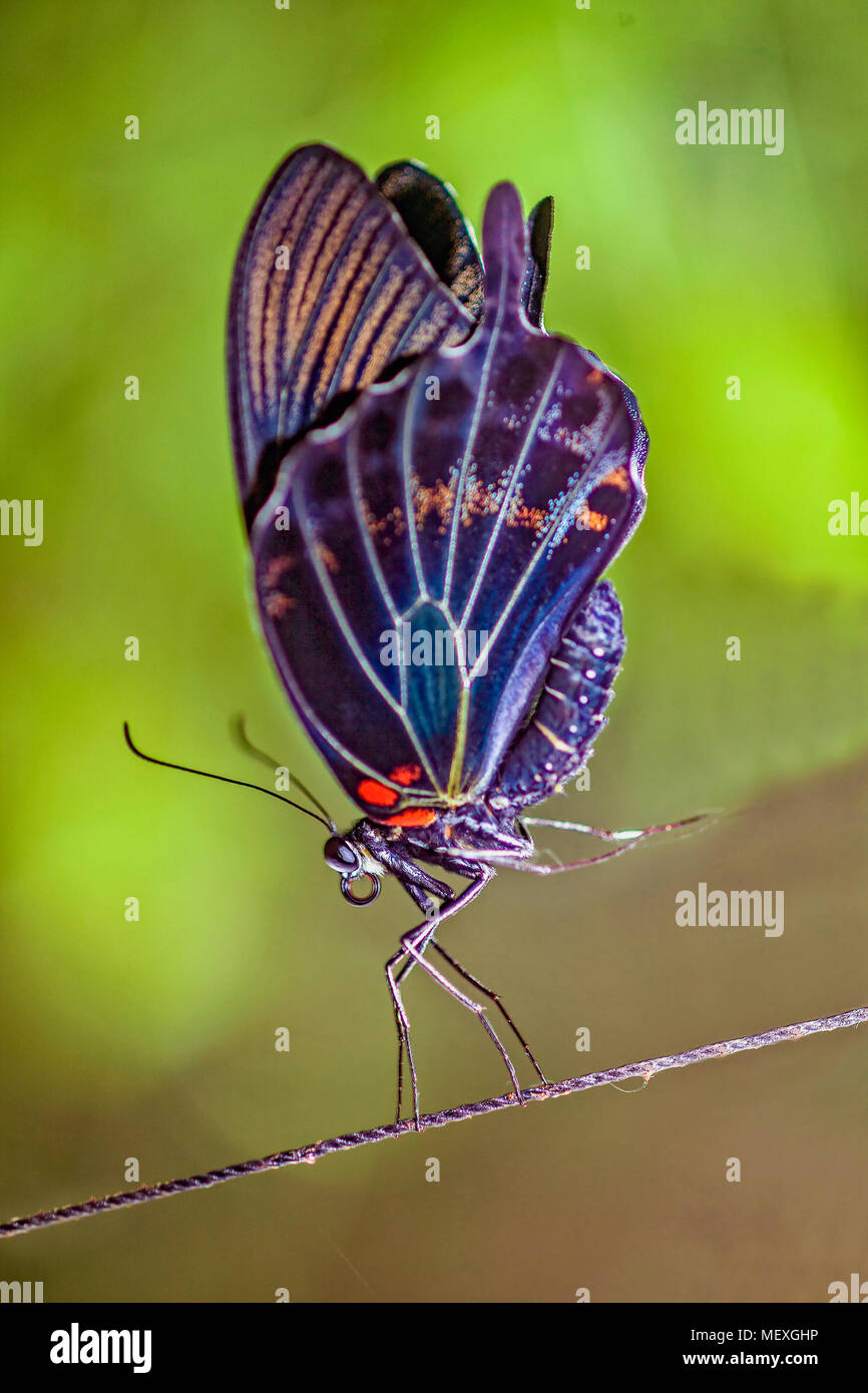 Un grand Mormon Papilio memnon, Papillon, marcher debout comme un acte d'équilibriste. Îles des Philippines, en Asie du sud-est. Banque D'Images