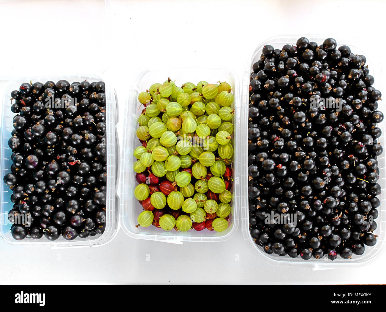 Trois boîtes en plastique plein de cassis et de groseilles sur le fond blanc pur Banque D'Images