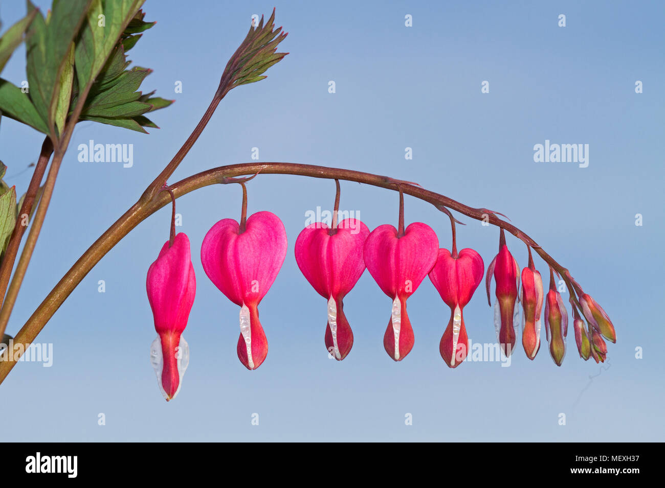 La forme du cœur fleurs roses et blanches de Bleeding Heart, également connu sous le nom de lyre fleur ou Dame-dans-un-baignoire Banque D'Images