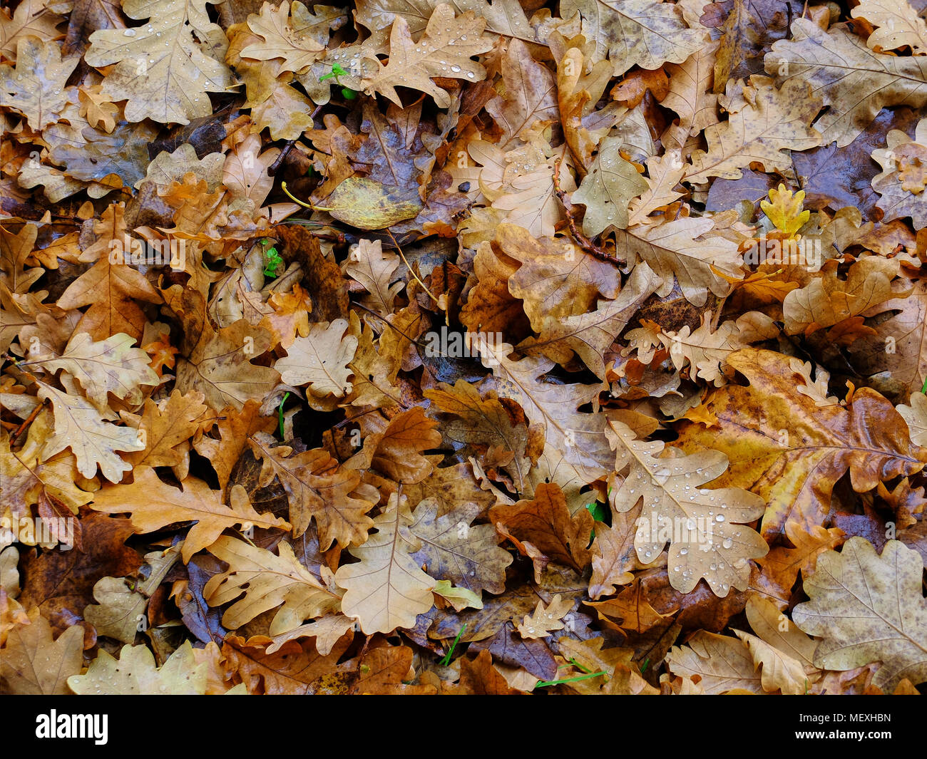Un grand nombre de belles feuilles de chêne après la pluie Banque D'Images
