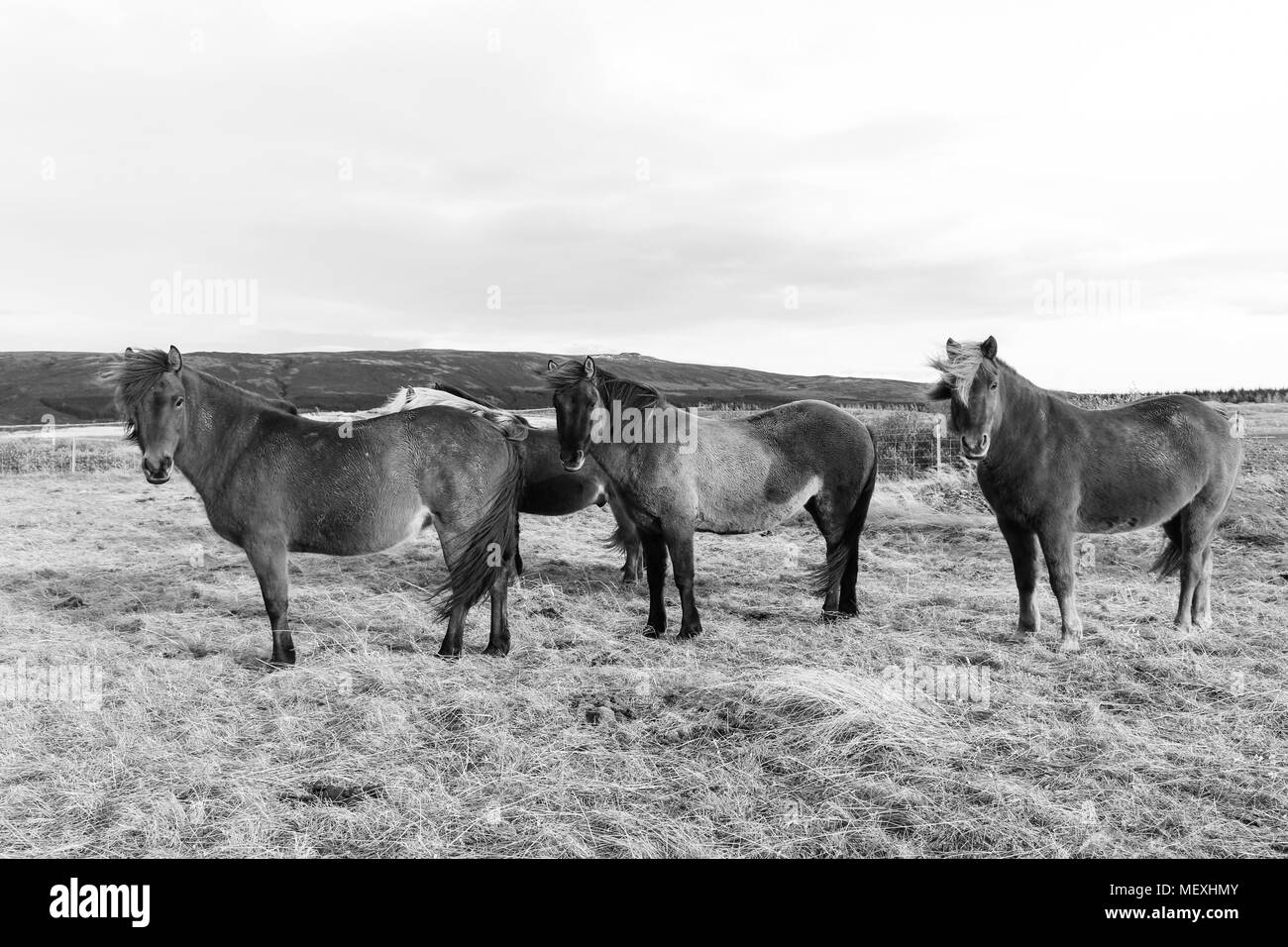 Groupe de poneys Islandais en noir et blanc Banque D'Images