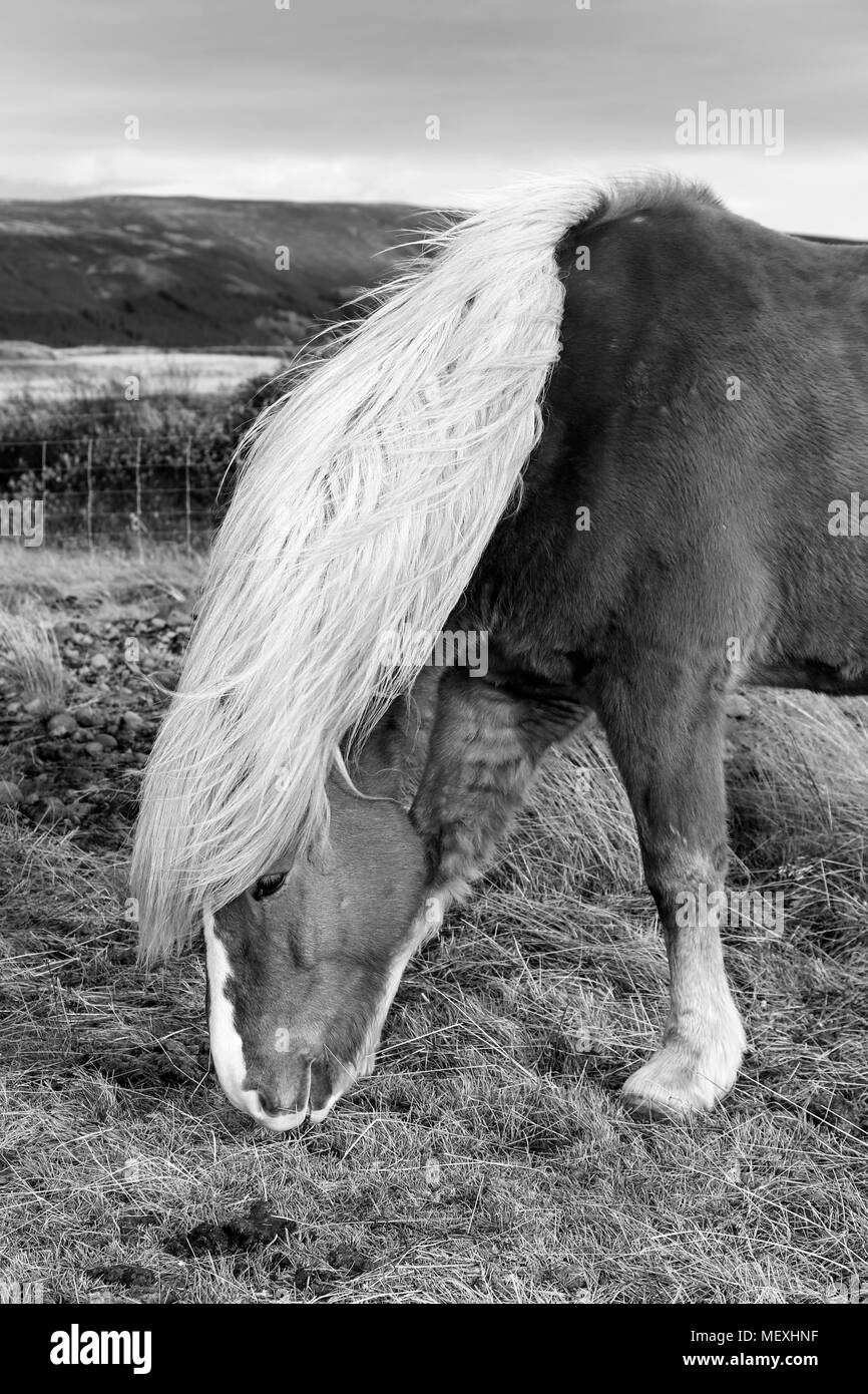 L'Islande pony mange l'herbe et a un mauvais jour de cheveux Banque D'Images