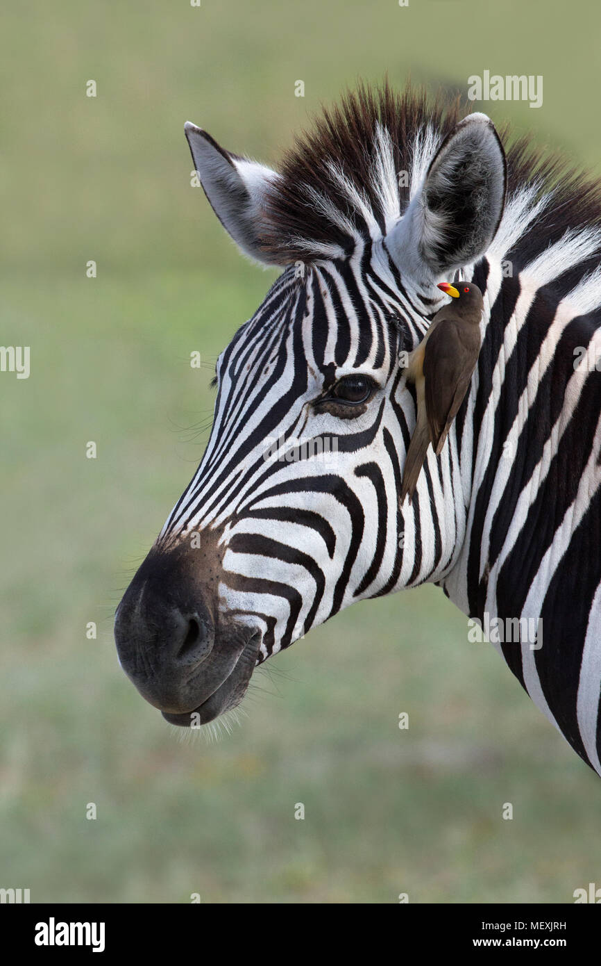 Le zèbre de Burchell (Equus burchelli). Avec Yellow-billed Oxpecker (Buphagus africanus), ci-joint, à la recherche de parasites externes sous la forme de tiques et fl Banque D'Images