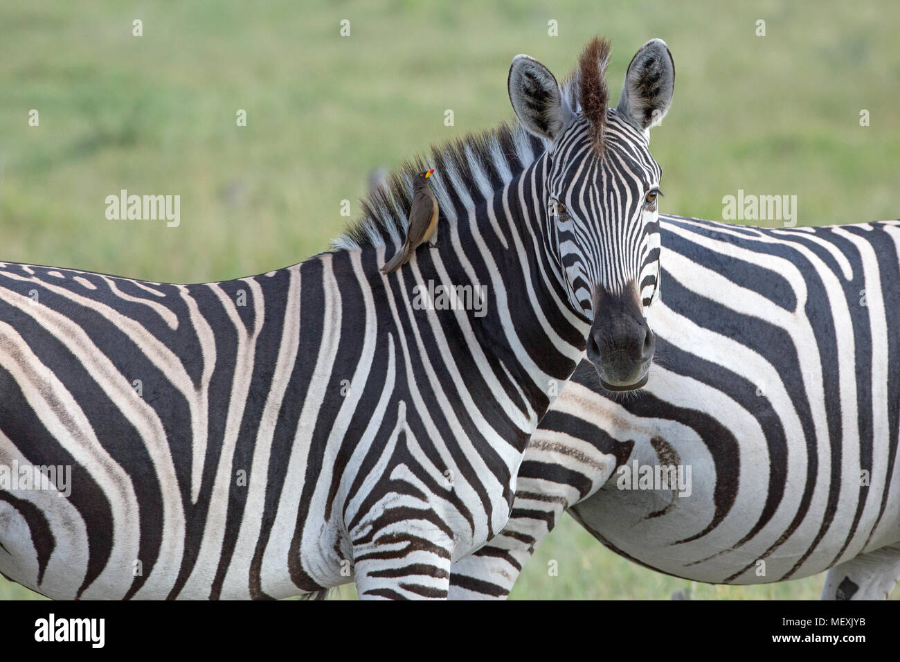 Burchell's ou zèbre Des Plaines (Equus quagga burchellii). Verticale montrant la crinière, typique de tous les zèbres. NB d'oiseaux Oxpecker, aux côtés de la crinière, à la Banque D'Images