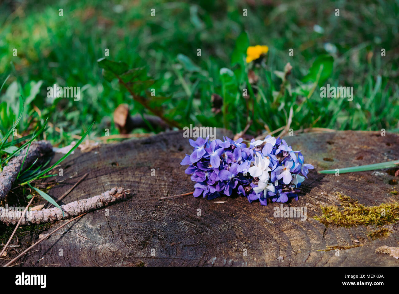 Un bouquet de violettes sur un moignon de bois Banque D'Images