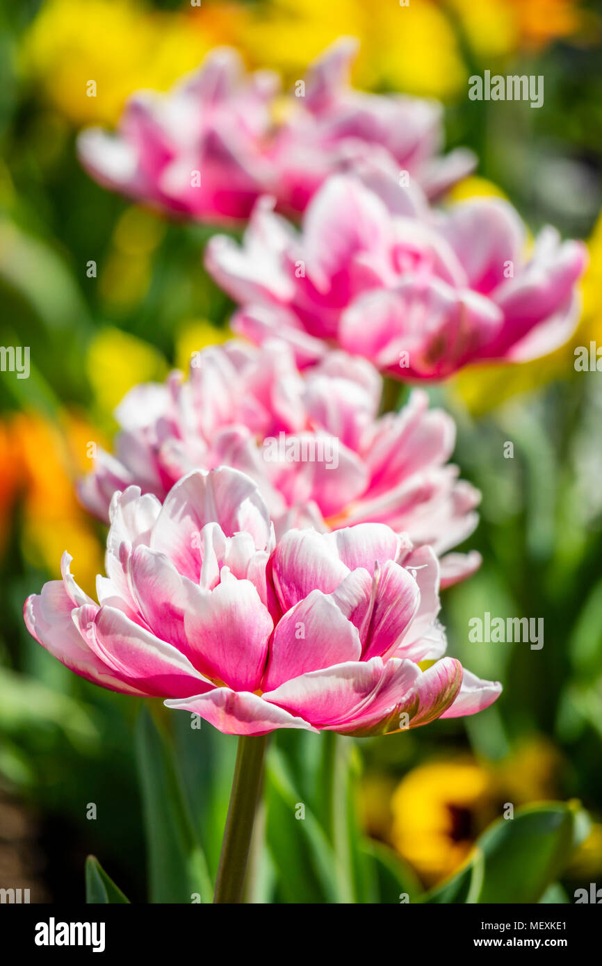 Double en fleurs tulipes précoce Banque D'Images