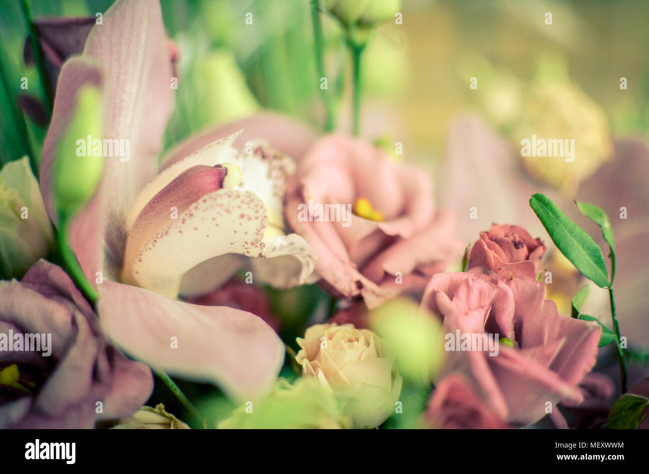 Bouquet d'orchidées et de roses sur un beau fonds de Banque D'Images