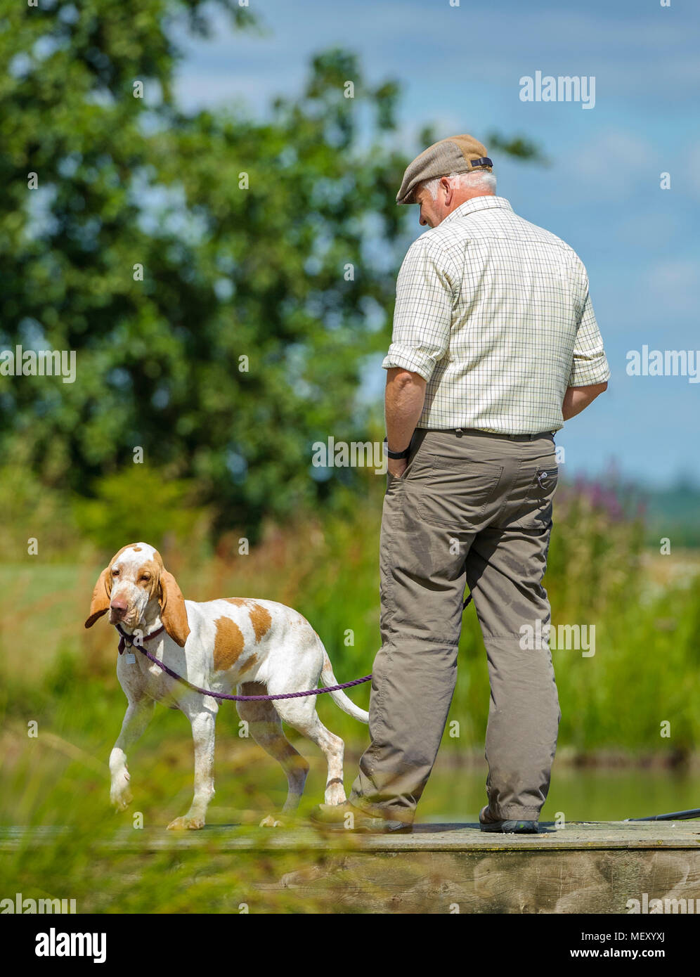 Un homme avec son chien, un Bracco Italiano, également appelé un pointeur ou un chien d'arrêt italien, par un lac sur un jour d'été Banque D'Images