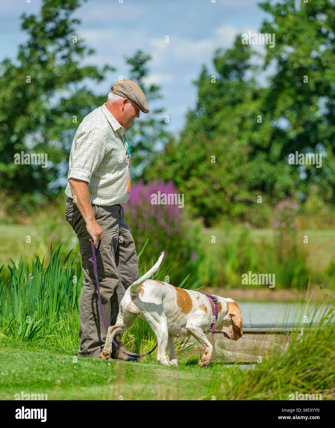 Un homme avec son chien, un Bracco Italiano, également appelé un pointeur ou un chien d'arrêt italien, par un lac sur un jour d'été Banque D'Images