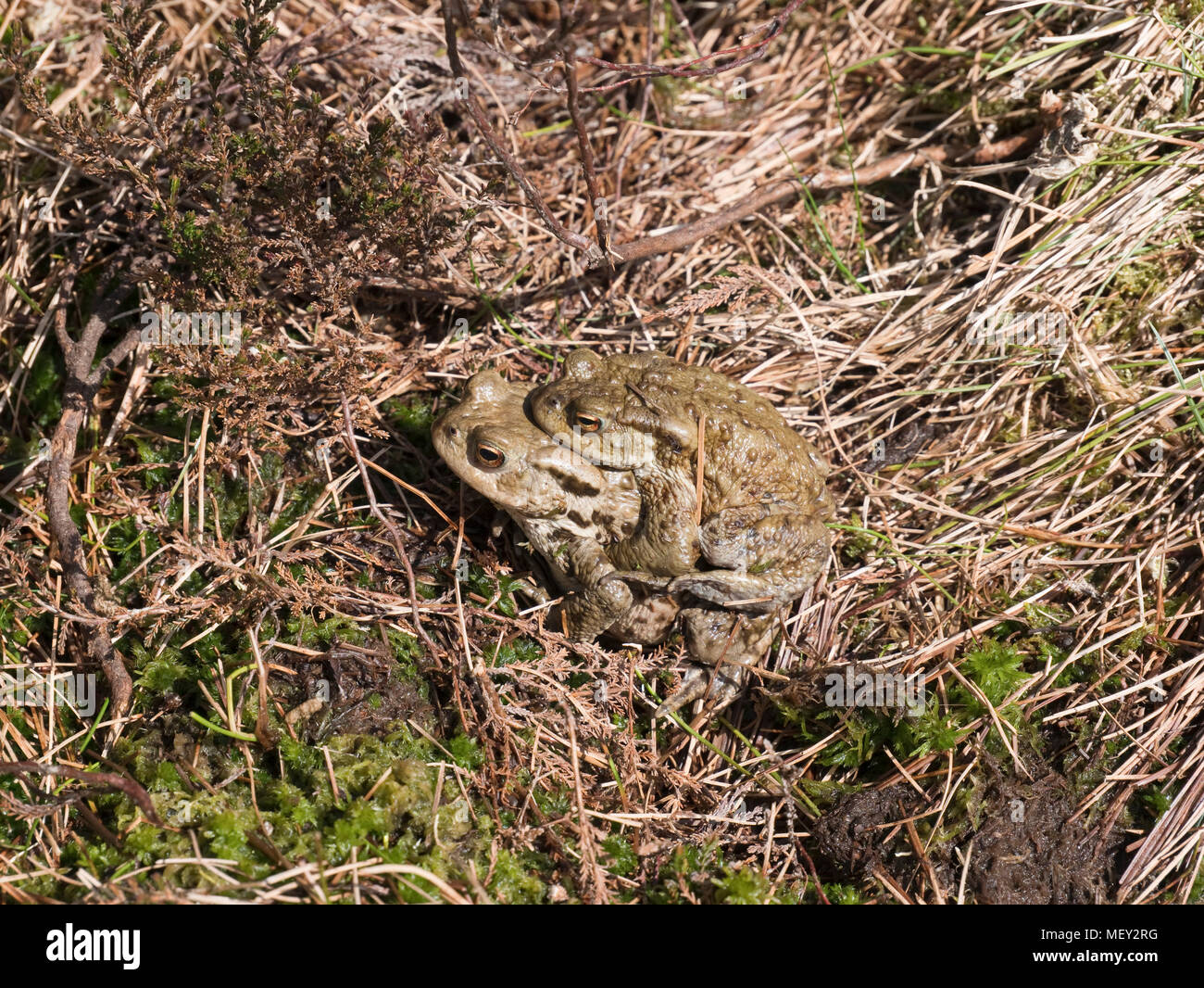 Le crapaud commun (Bufo bufo) en amplexus, repéré sur Berwyn Cadair Berwyn gallois dans la montagne Banque D'Images
