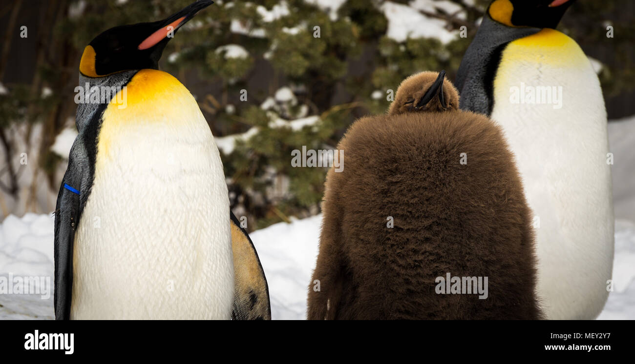 Bebe Pingouin Dormir Avec Deux Adultes Au Zoo De Calgary Photo Stock Alamy Bebe Pingouin Dormir Avec Deux Adultes Au Zoo De Calgary Photo Stock Alamy