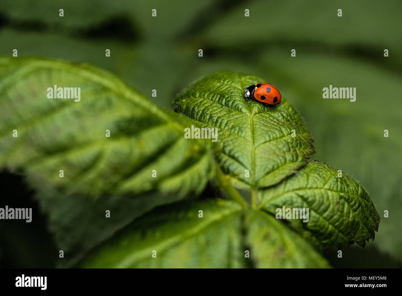 Lone Coccinelle reposant sur une plante dans le jardin. Prises à Milton Keynes, Royaume-Uni Banque D'Images