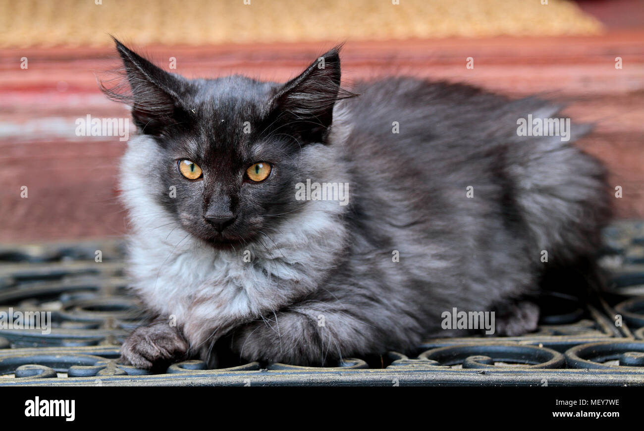 Chat Norvégien Chaton Mâle Sur Porte Banque Dimages Photo