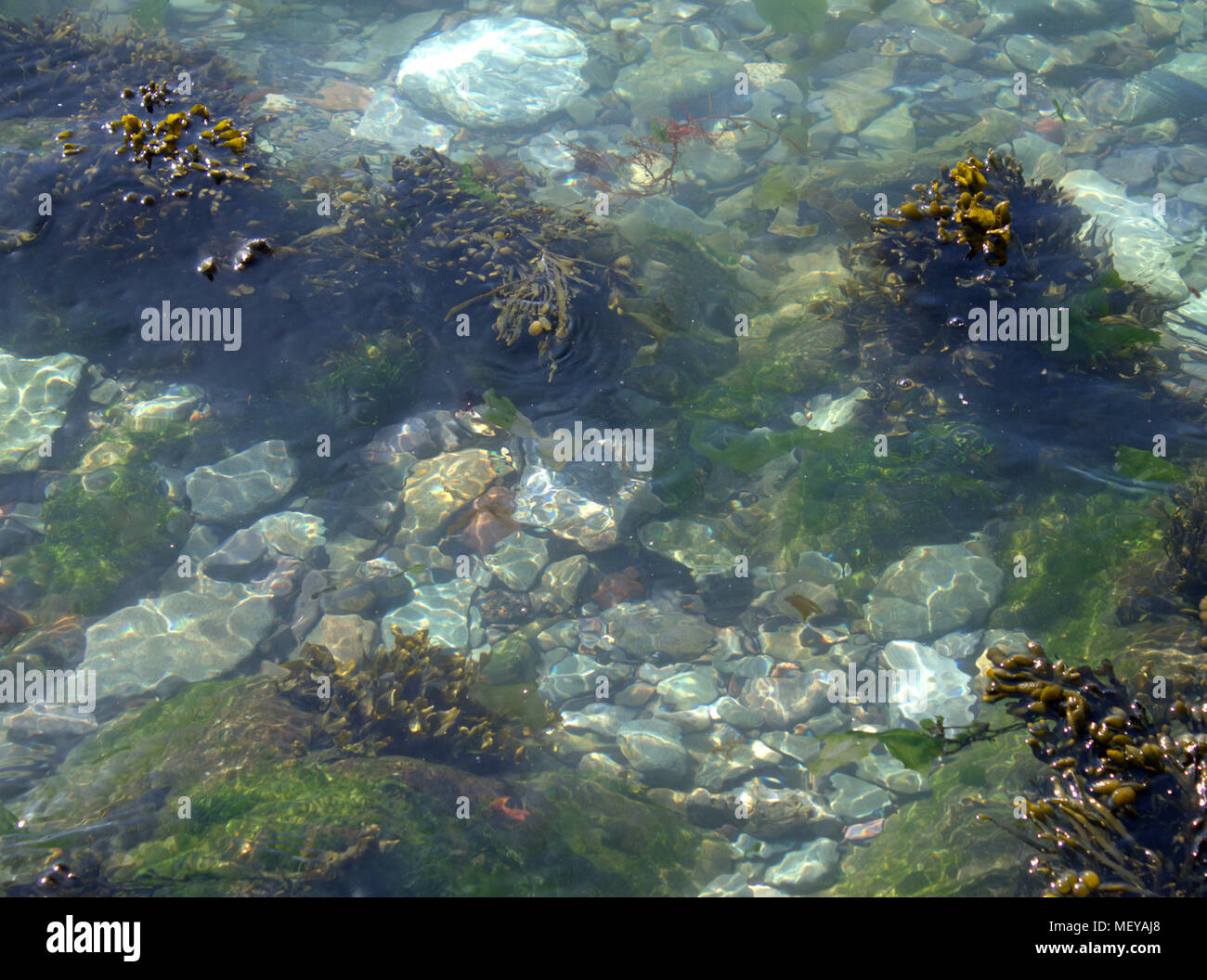 Les eaux claires d'une piscine dans les rochers à marée basse avec des algues et des patelles sur les rochers. Banque D'Images