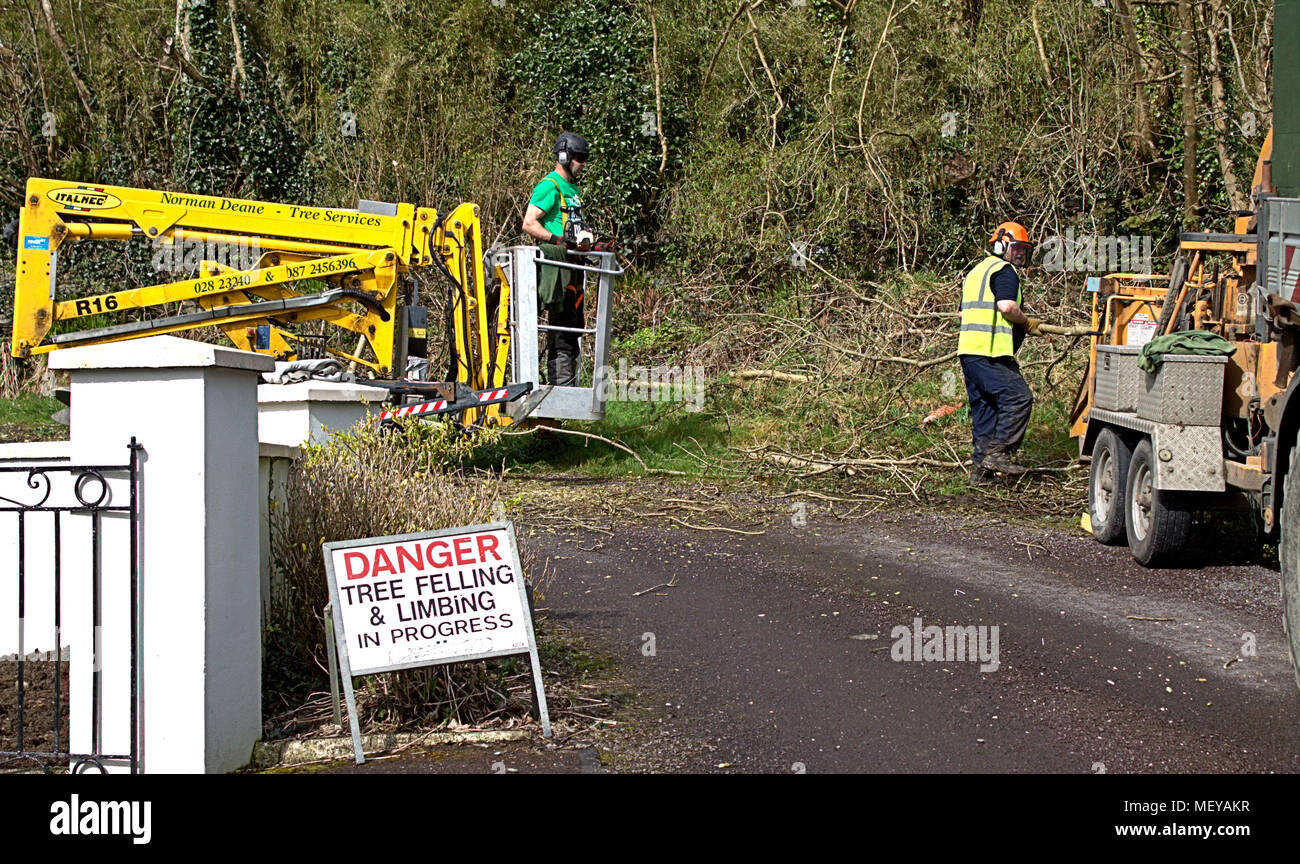 Les bûcherons ou les chirurgiens des arbres portant des vêtements envahi par la coupe des arbres et branches les nourrir dans un broyeur, machine à recycler Banque D'Images