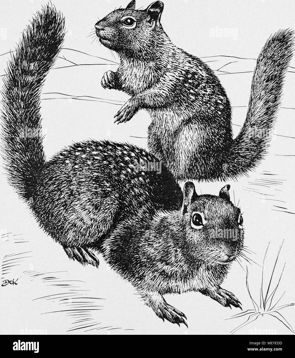 Illustration de deux biologique (Sciuridae), 1953. Avec la permission de Internet Archive. () Banque D'Images