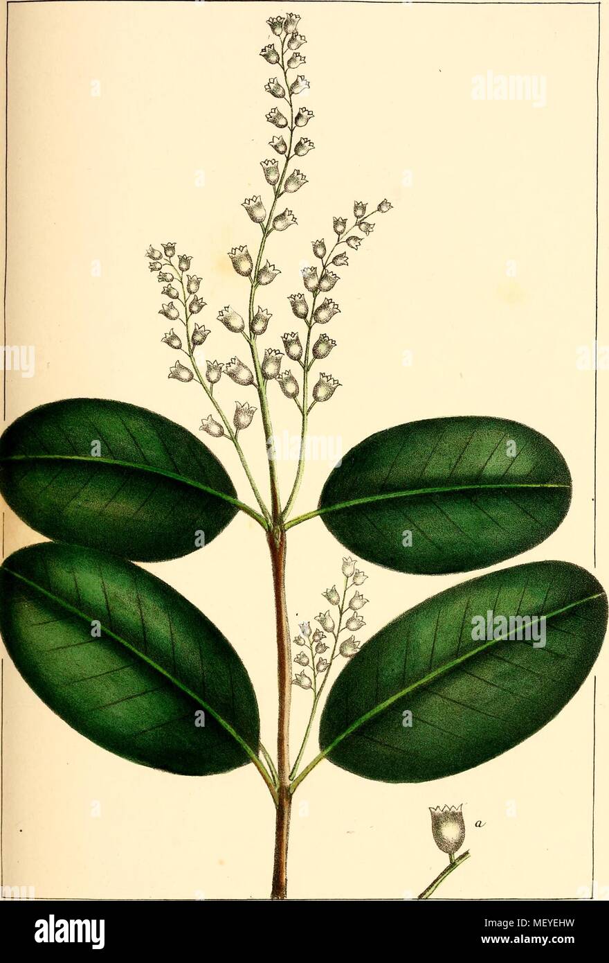 Illustration botanique de la Mangrove blanche (Laguncularia racemosa) plante et ses fleurs, 1865. Avec la permission de Internet Archive. () Banque D'Images