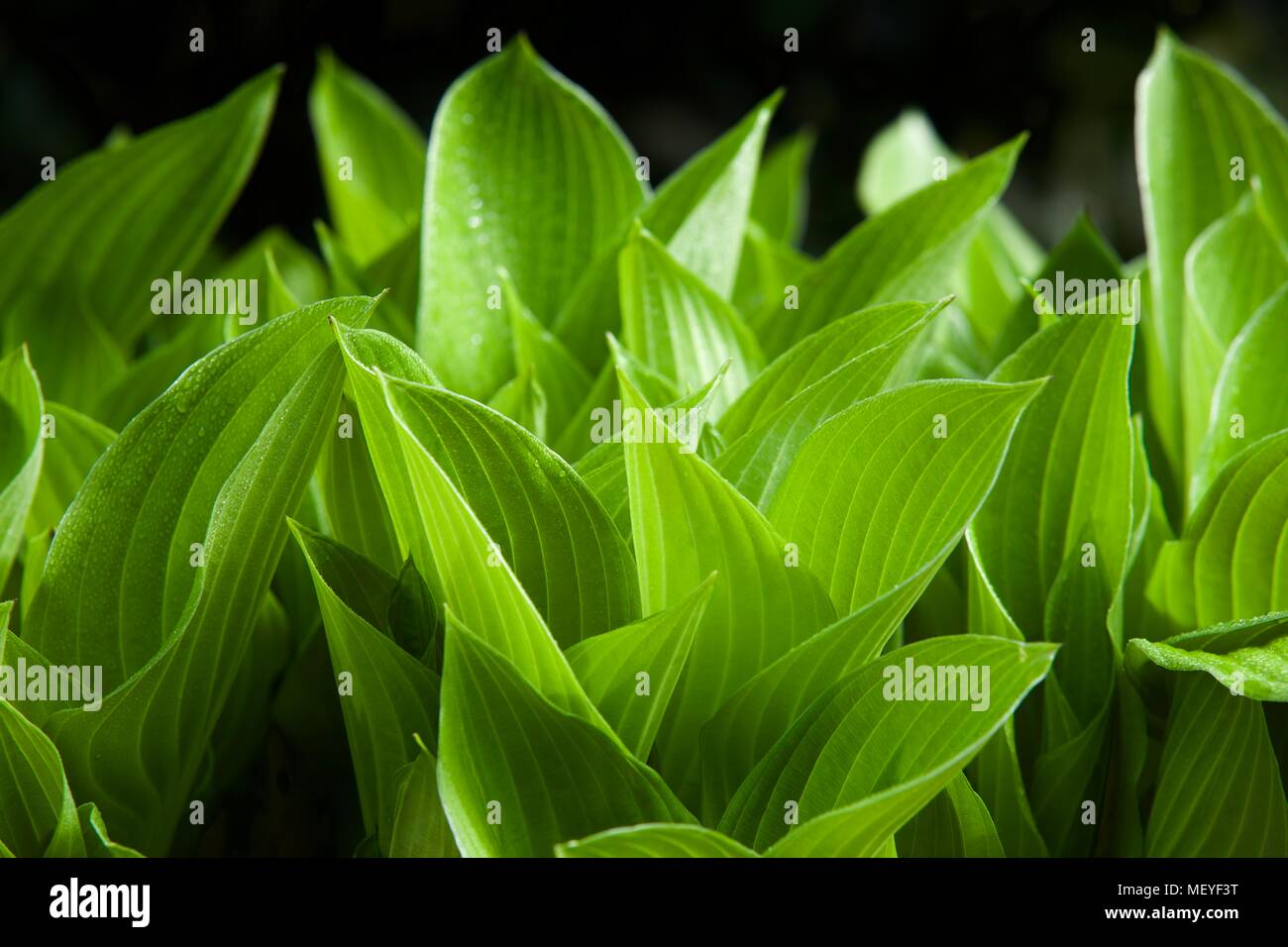 Hosta vert vif maison de repos Banque D'Images