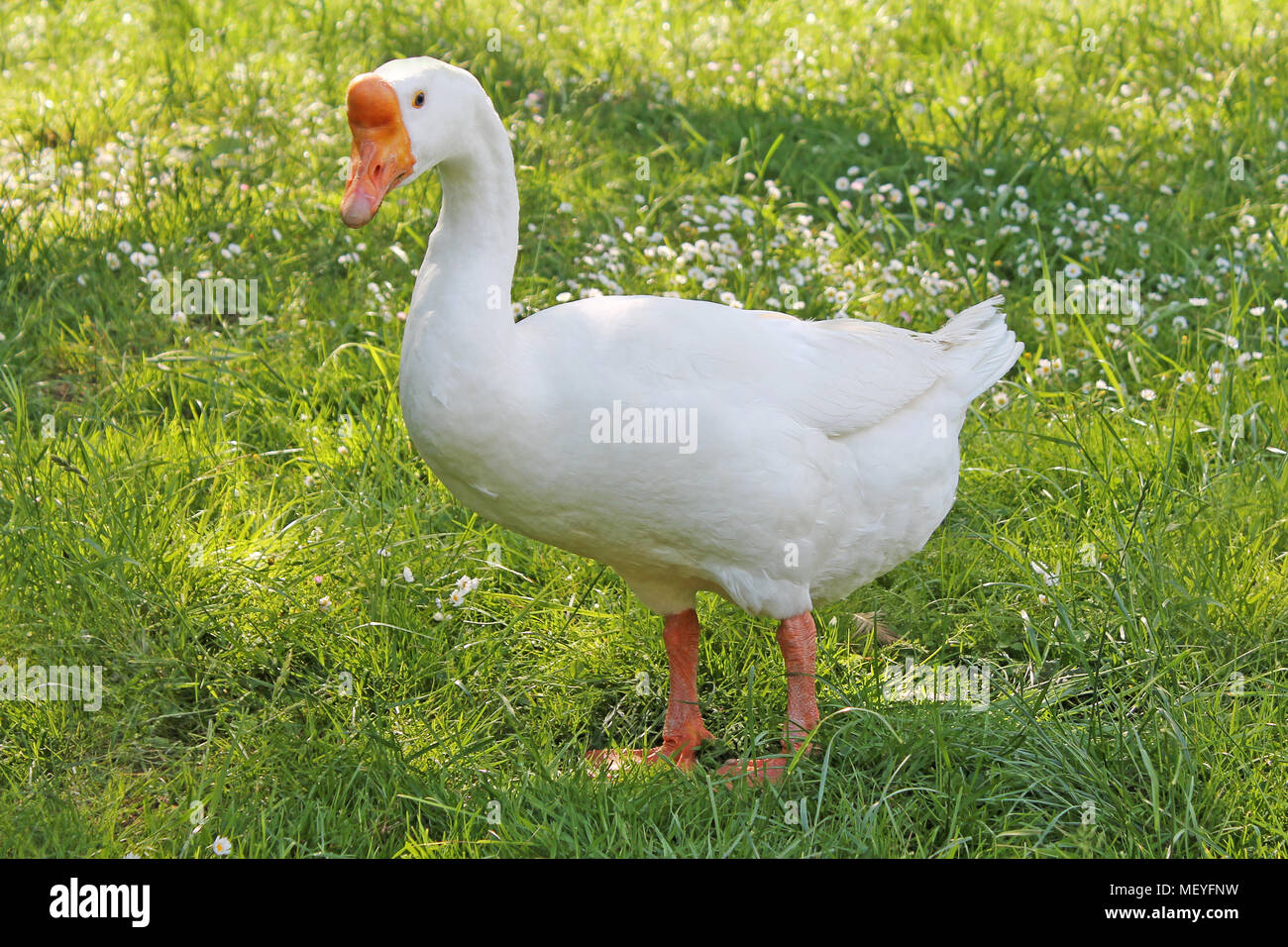 Oie Blanc sur vert prairie. Banque D'Images