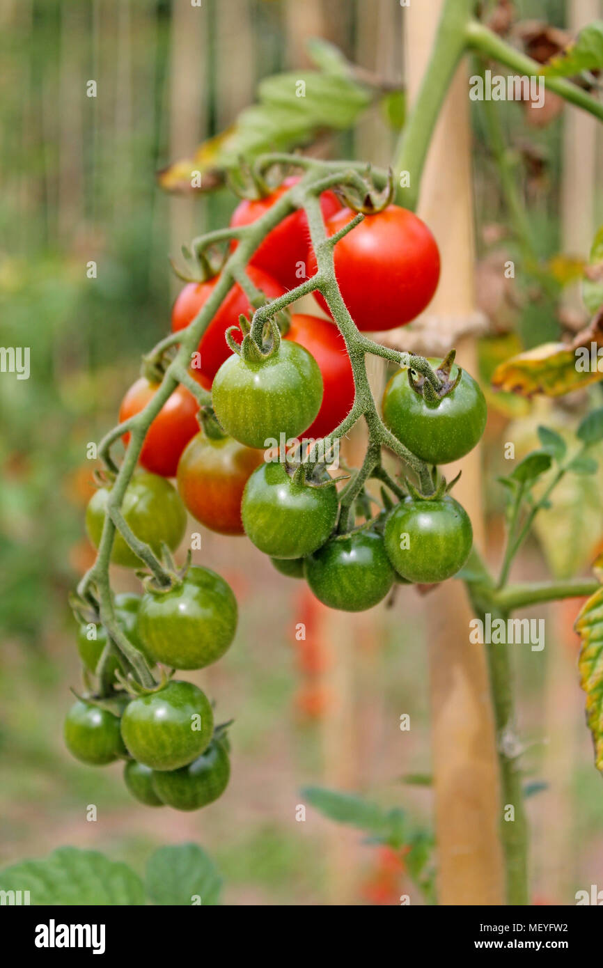 Les tomates vertes en croissance close up Banque D'Images