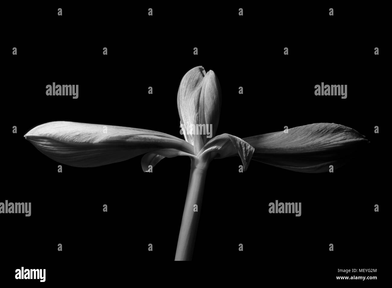 Le noir et blanc trois fleurs d'Amaryllis immatures sur une seule tige, deux fleurs latérales, l'une verticale, pleine fleur fond noir Banque D'Images