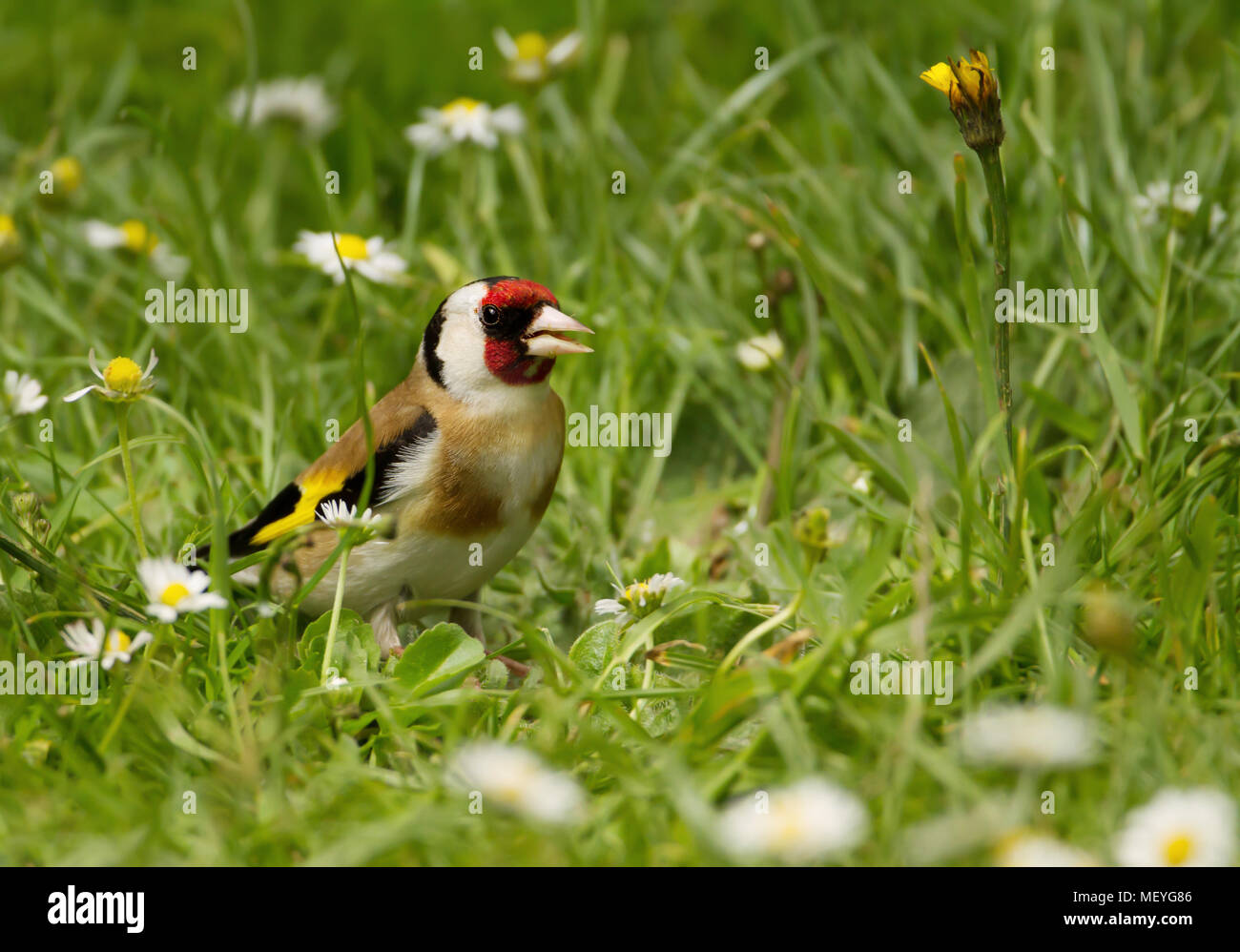 Chardonneret élégant (Carduelis carduelis) dans le pré, l'été en UK. Banque D'Images