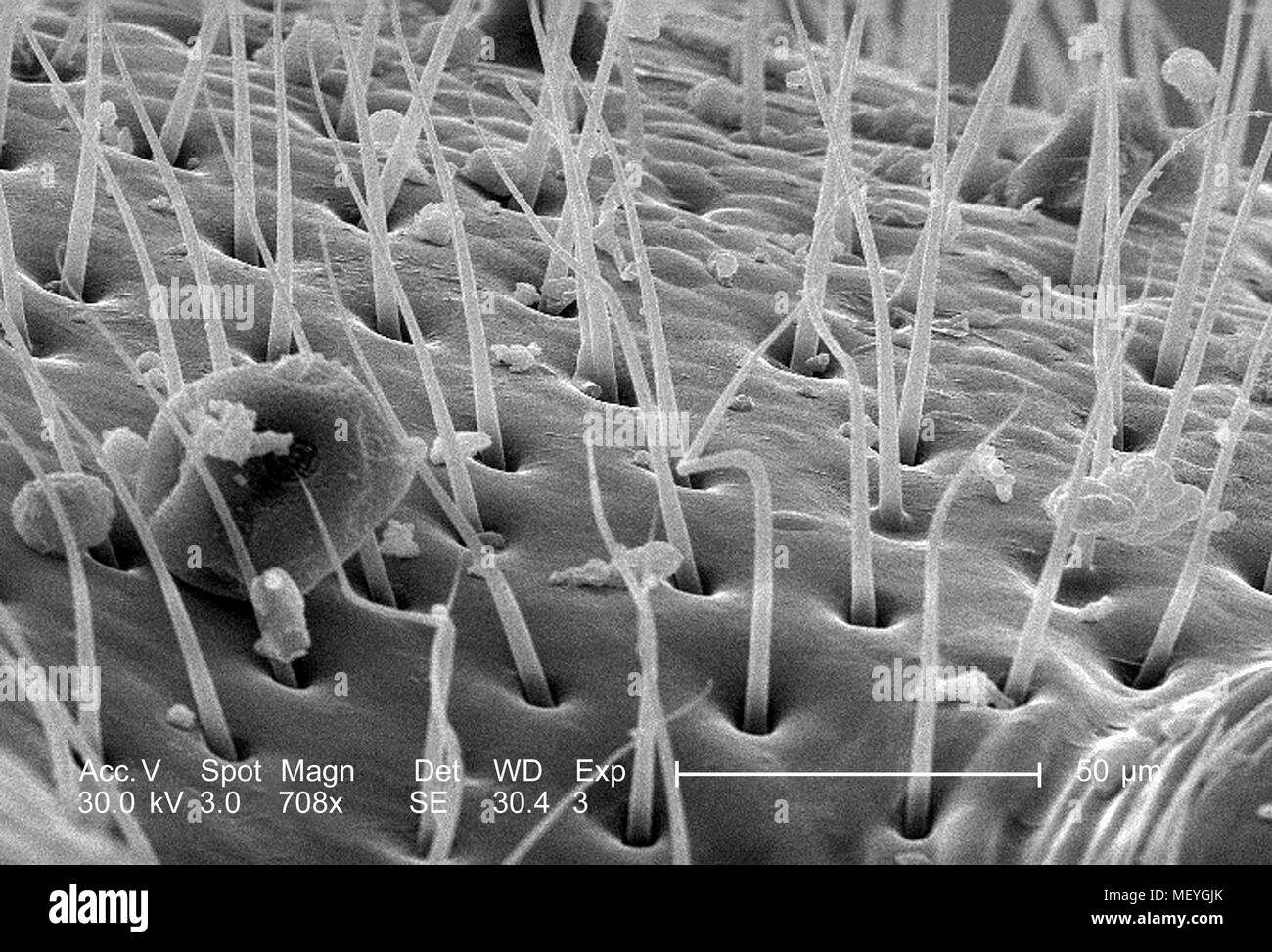 L'exosquelette chitineux d'un insecte Banque de photographies et d ...