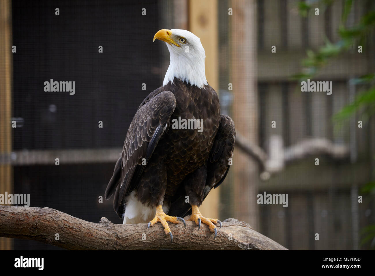 Atlanta capitale de l'état américain de Géorgie, le Zoo d'Atlanta Zoological Park Eagle Banque D'Images