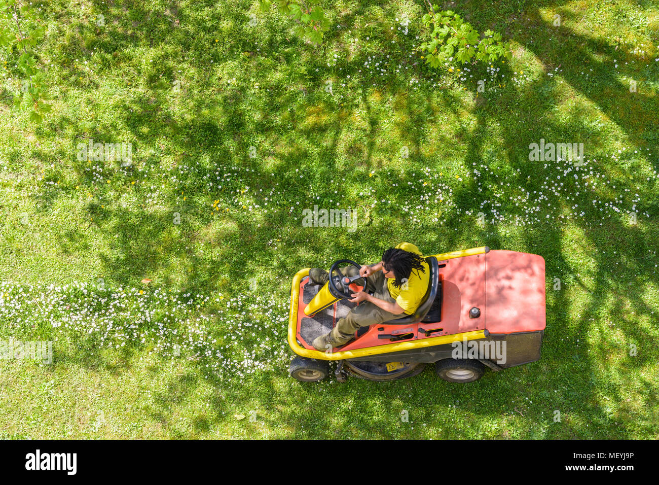 Vue de dessus d'un mâle noir jardinier tondre la pelouse parsemée de marguerites sur une tondeuse autoportée à l'ombre d'un arbre. Banque D'Images