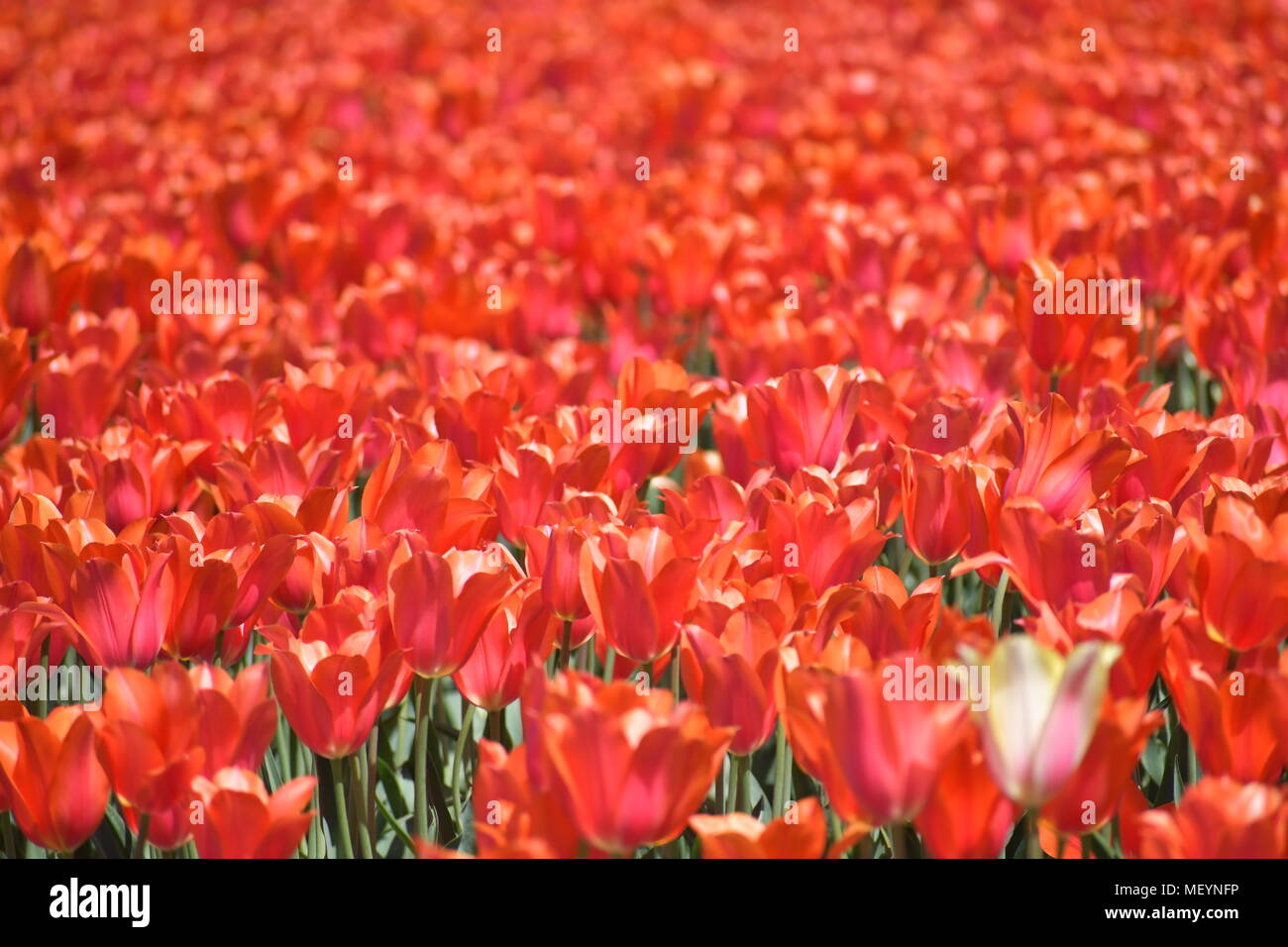 Un champ de tulipes rouges au Festival des tulipes de sabots de bois dans la région de Woodburn Oregon Banque D'Images