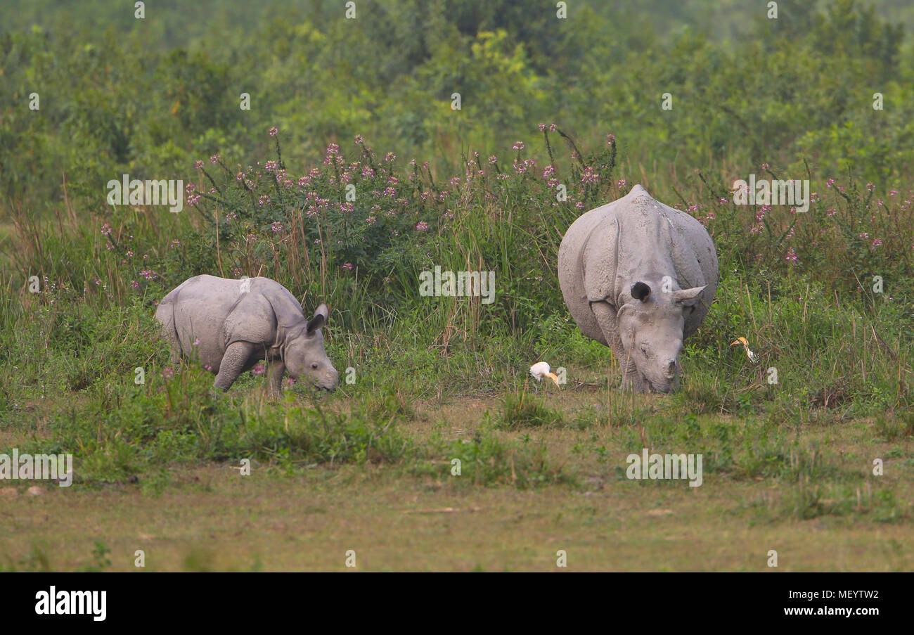 Mère et Bébé rhinocéros au pâturage - Parc national de Kaziranga (Zone Ouest) Banque D'Images