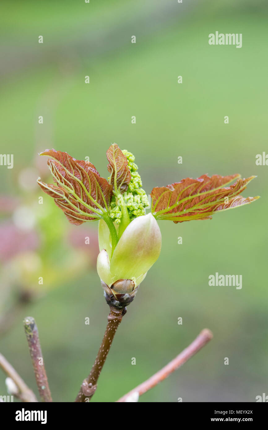 L'Acer velutinum érable érable persan / velours feuilles et fleurs au début du printemps. UK Banque D'Images