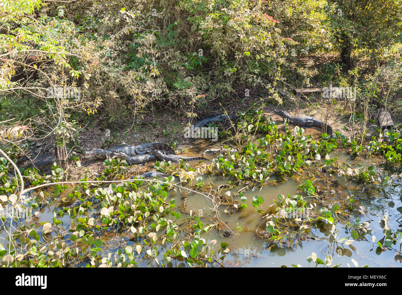 Beaux paysages du Pantanal, l'Amérique du Sud, Brésil. La nature et la faune le long de la route Transpantaneira célèbre. Banque D'Images