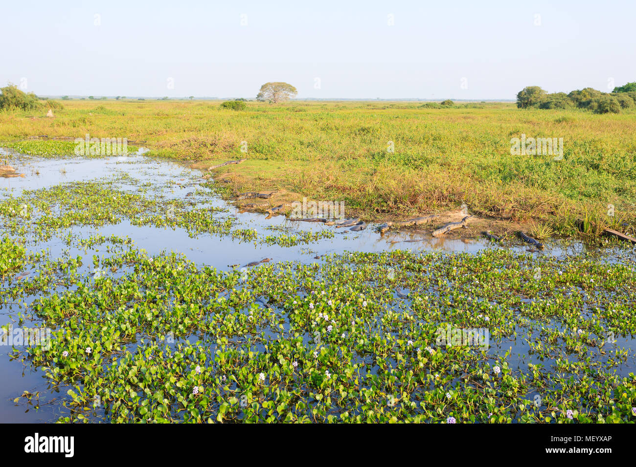 Beaux paysages du Pantanal, l'Amérique du Sud, Brésil. La nature et la faune le long de la route Transpantaneira célèbre. Banque D'Images