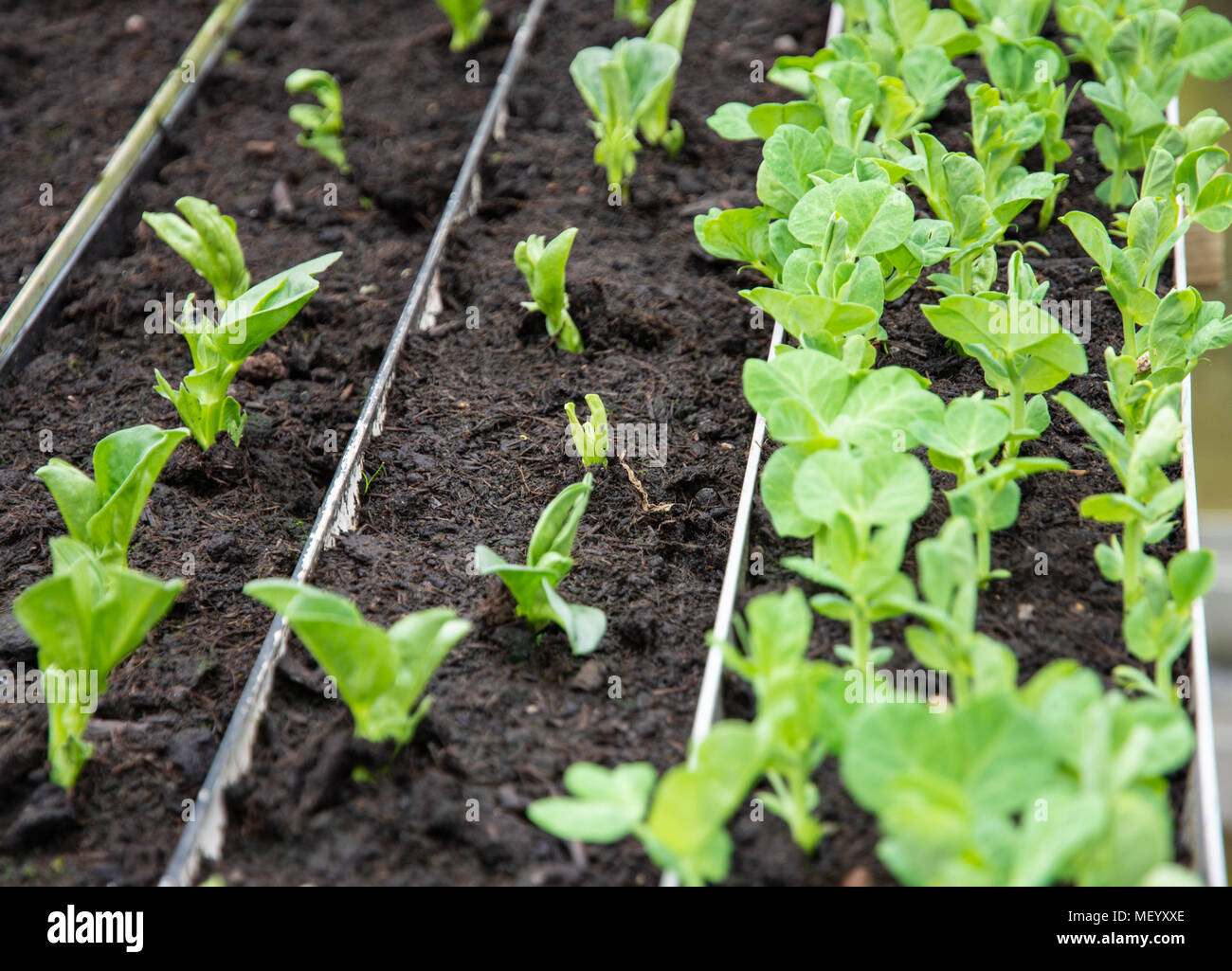 Les fèves et pois germant dans une serre à l'aide d'une gouttière comme semences bacs pour la facilité de la plantation Banque D'Images