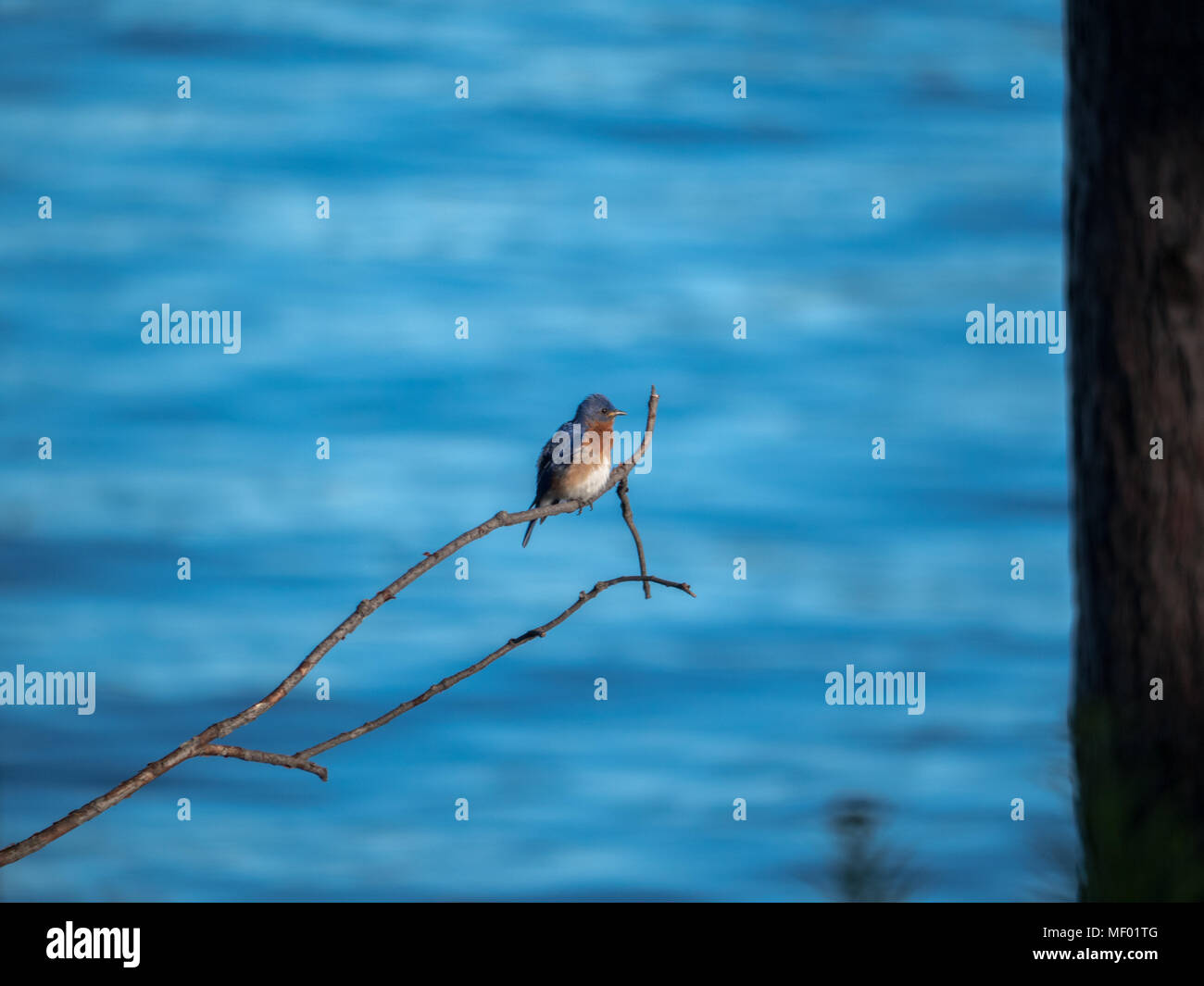 L'Est de l'oiseau bleu femme assise seule sur une branche de la rivière. Banque D'Images