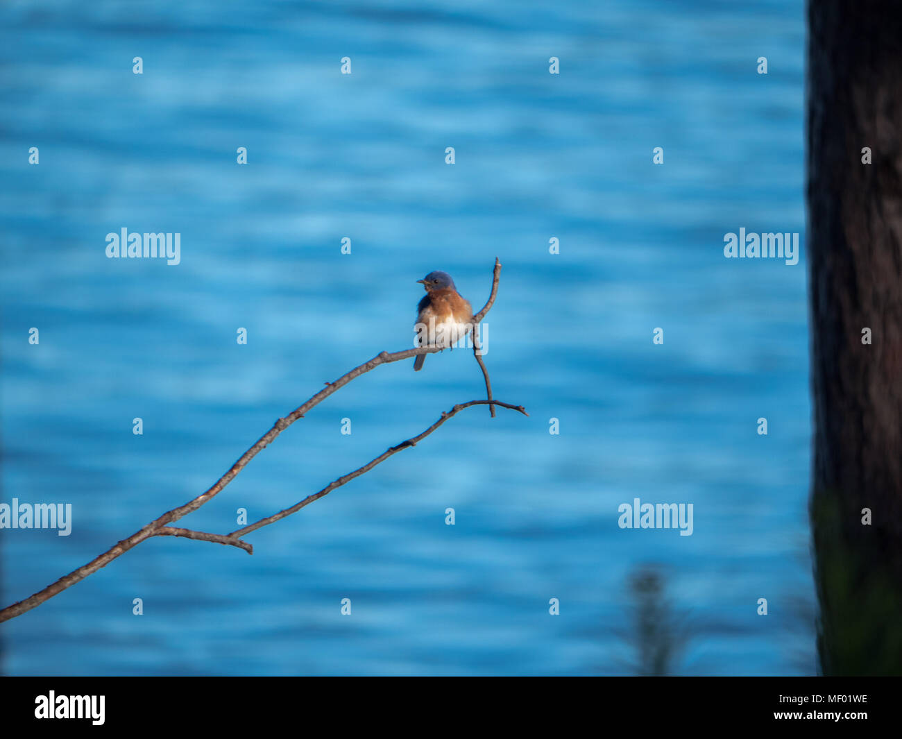 L'Est de l'oiseau bleu femme assise seule sur une branche de la rivière. Banque D'Images