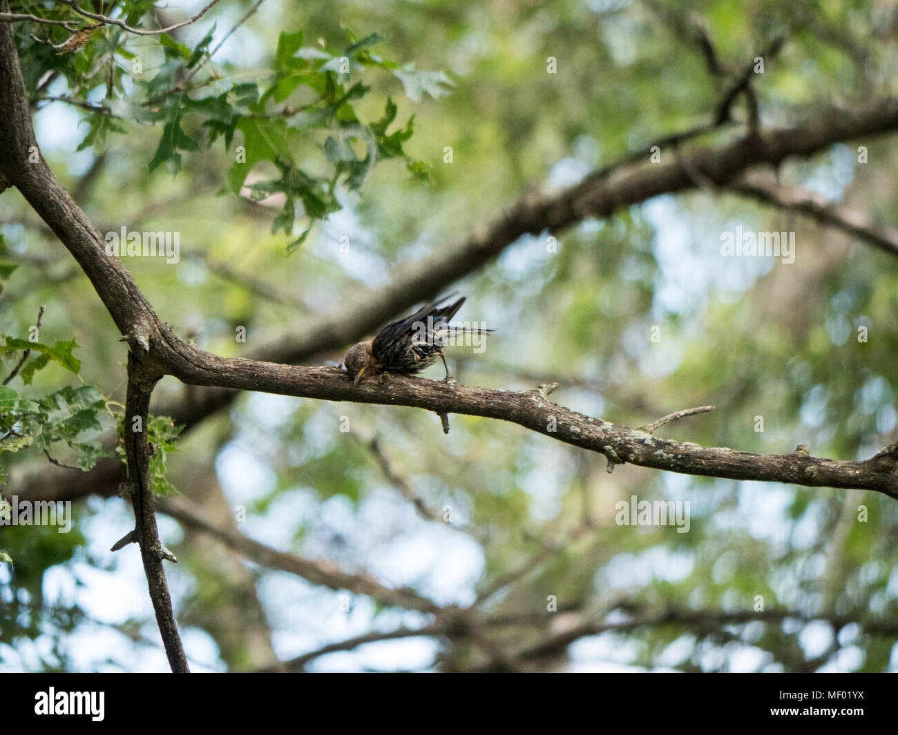 L'Est de l'oiseau bleu femme frotte sur le bec après le bain. Banque D'Images
