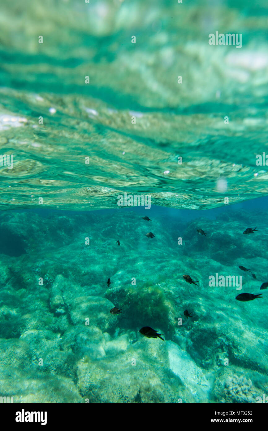 Vue sous-marine des poissons nageant dans la mer turquoise de Sant Elmo Castiadas Costa Rei Cagliari Sardaigne Italie Europe Banque D'Images