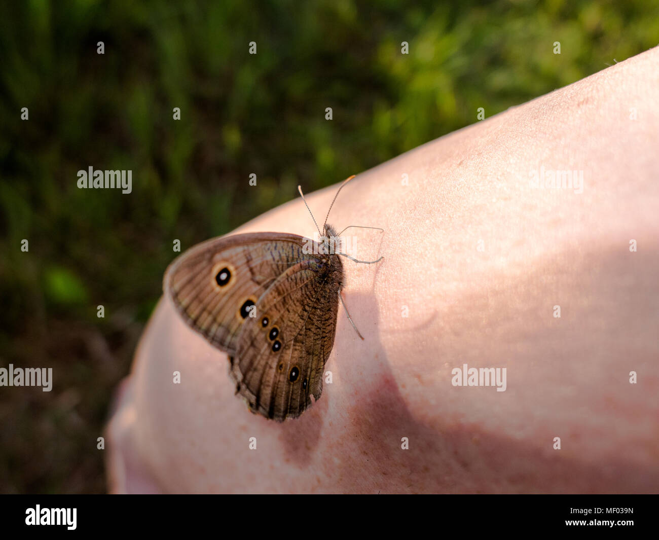 Woody-papillon nymphe la collecte de minéraux d'une personne. Banque D'Images