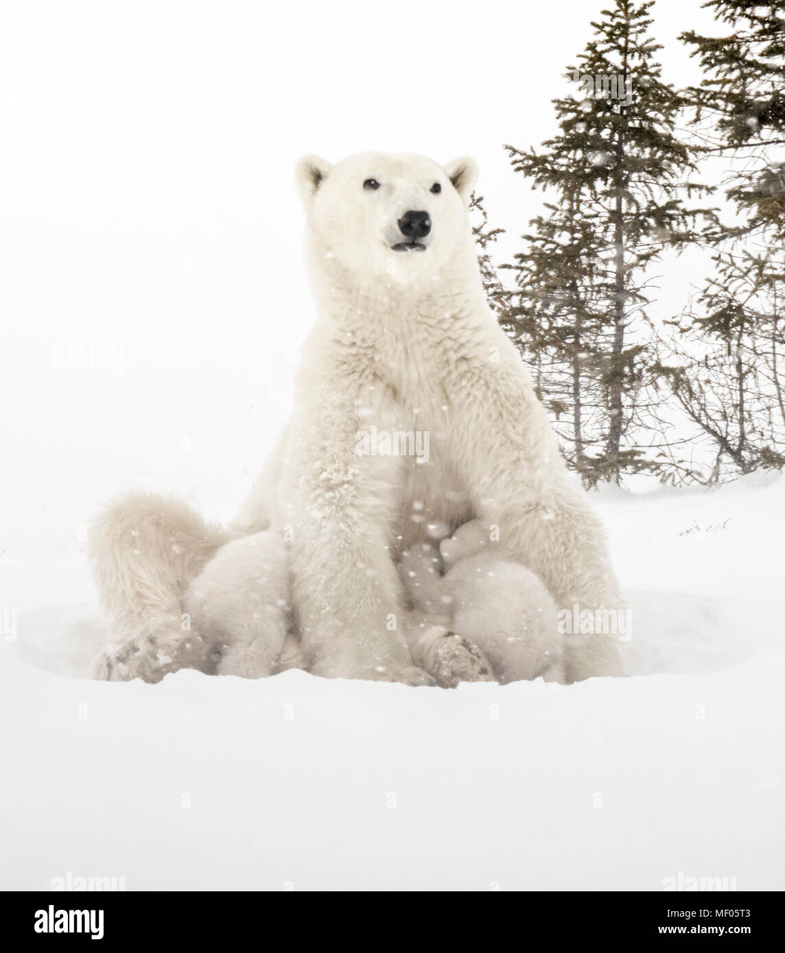 Portrait de l'ours polaire ses petits près de la zone de mise bas du parc national Wapusk, Manitoba, Canada. Banque D'Images