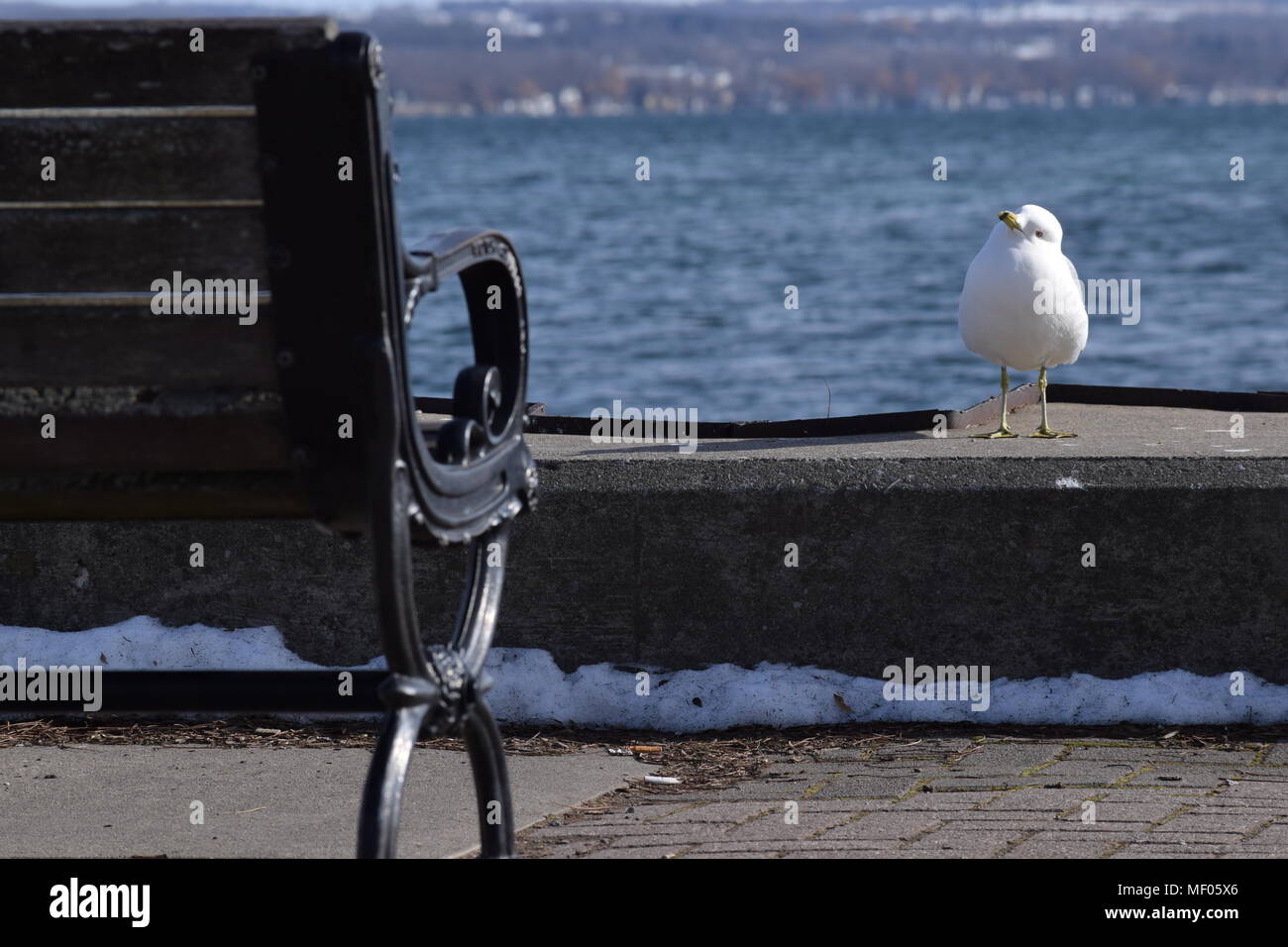 Un mouette en vedette à un banc de parc Banque D'Images