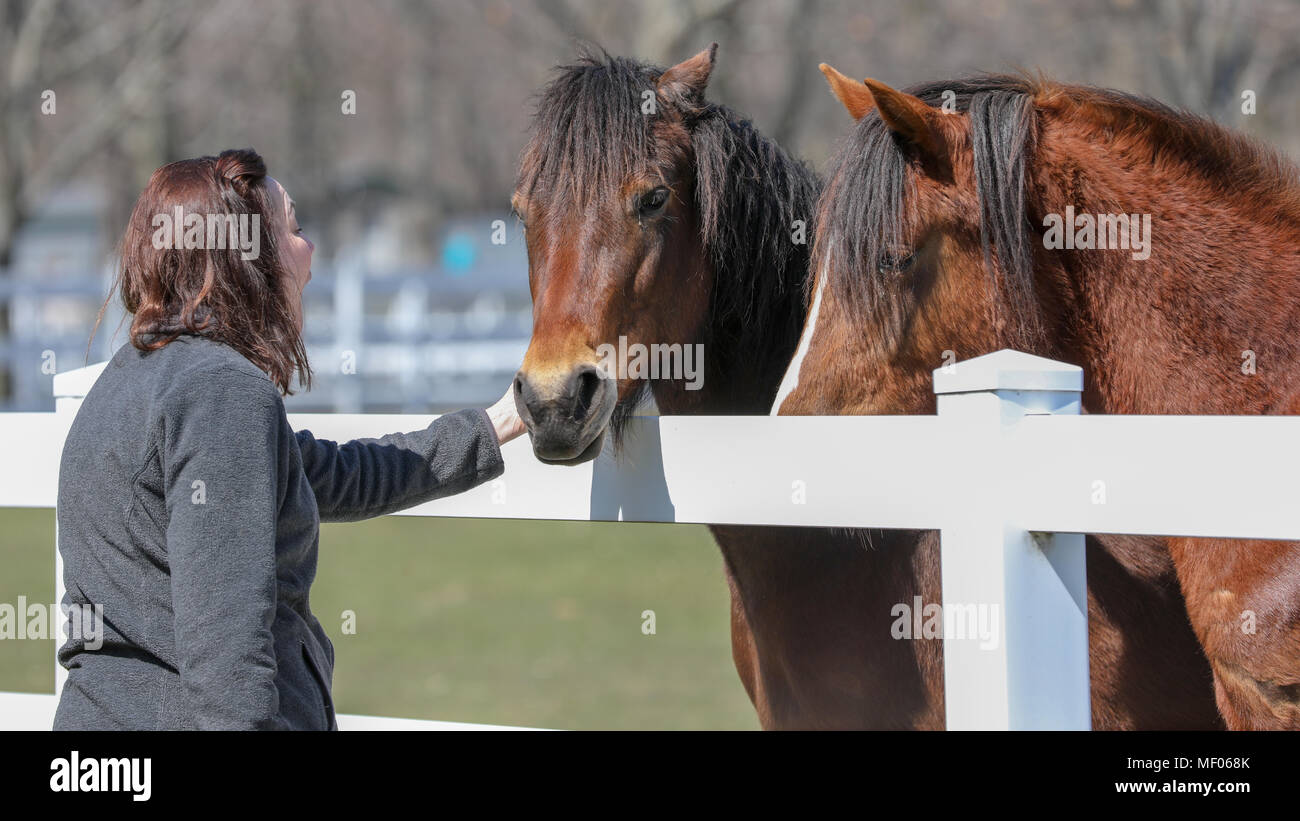 Femme en interaction avec deux beaux chevaux. Banque D'Images