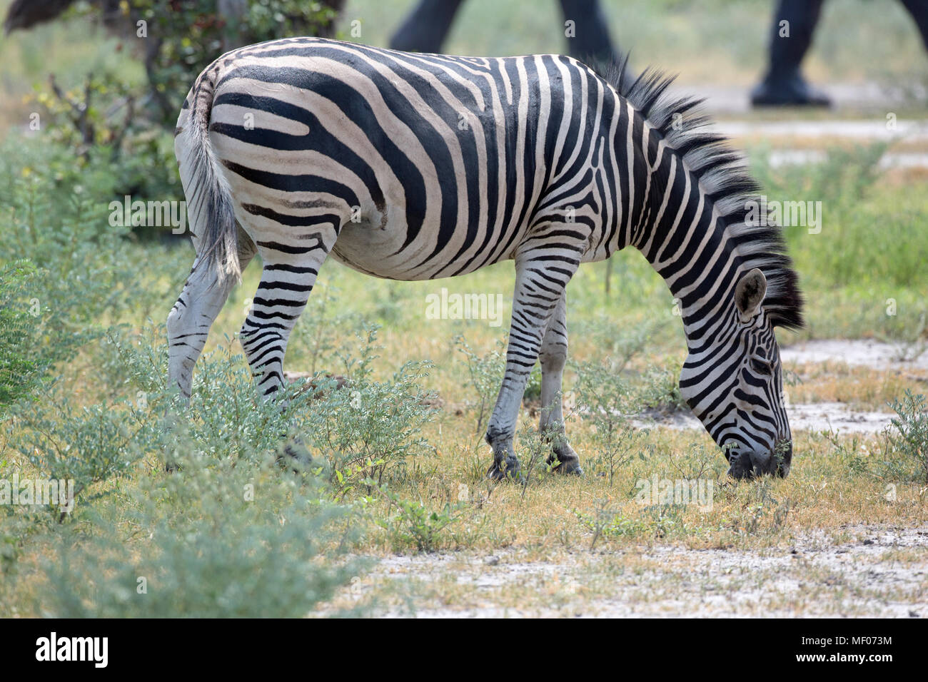 Burchell, communs ou zèbre Des Plaines (Equus quagga burchellii). Se nourrir dans la savane, le désert près de la prairie. Un pionnier grazer. Les jambes des éléphants en arrière-plan Banque D'Images