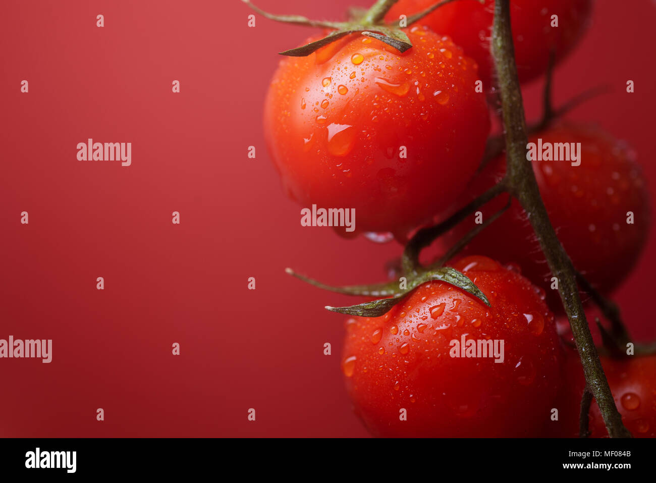 Vegan rouge savoureux de tomates cerises sur les buissons et fond rouge Banque D'Images