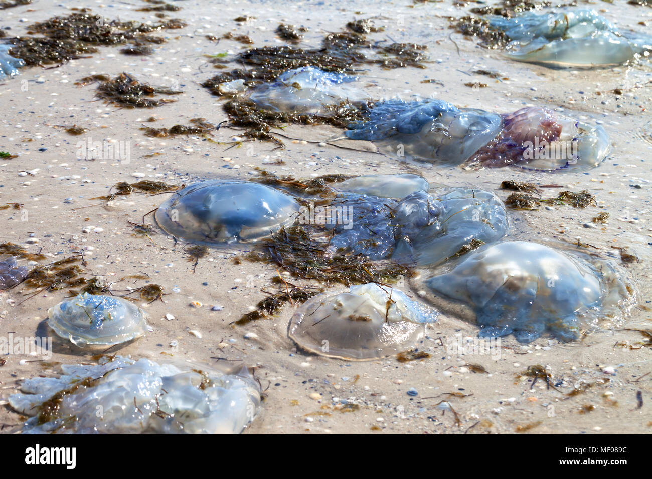 Les méduses mortes (Rhizostoma) vers le rivage sur le sable humide journée d'été à Sun Beach Banque D'Images